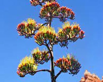 Agave Flower Essence. NOT A LIVE PLANT.