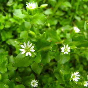 Chickweed Flower Essence