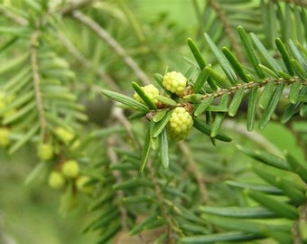 Hemlock Flower essence