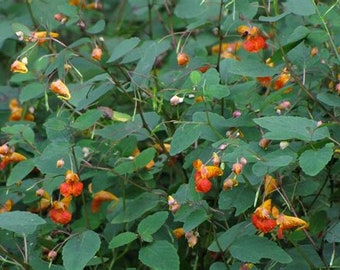 Jewelweed Flower essence