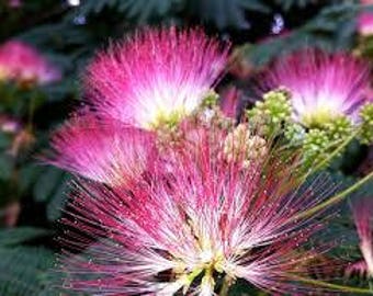 Mimosa Flower Essence. NOT A LIVE PLANT.
