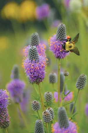 Purple Prarie Clover Flower Essence