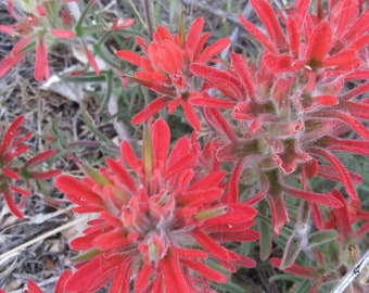 Indian Paintbrush Flower Essence