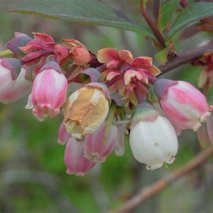 Blueberry Flower Essence