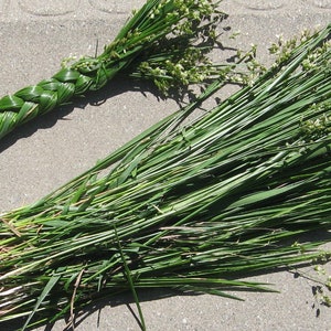 Sweetgrass Flower essence. NOT A LIVE PLANT.