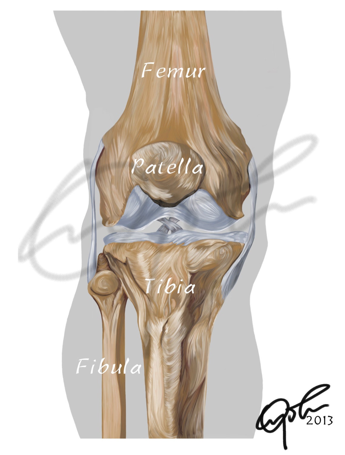 Bones of the knee joint Printable Download Sports medicine | Etsy