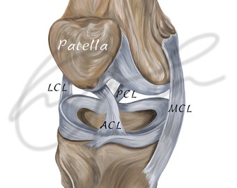 Human knee ligaments - Printable Download, Digital illustration, Medical drawing, Human anatomy, Knee joint, Knee ligaments, Anatomy Joint