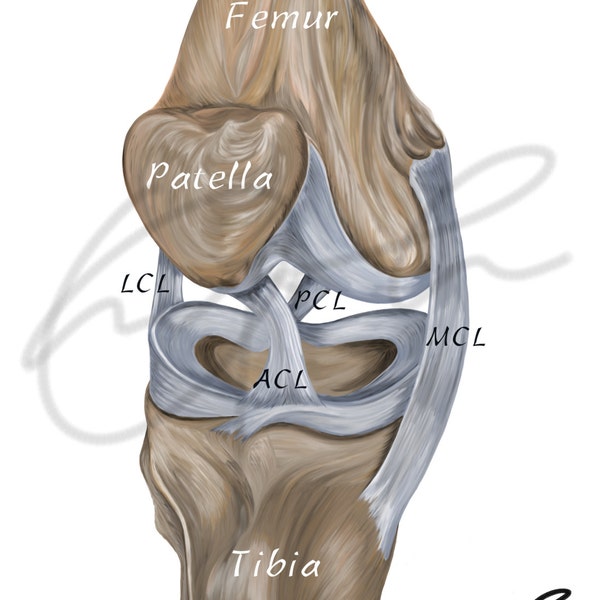 Human knee ligaments - Printable Download, Digital illustration, Medical drawing, Human anatomy, Knee joint, Knee ligaments, Anatomy Joint