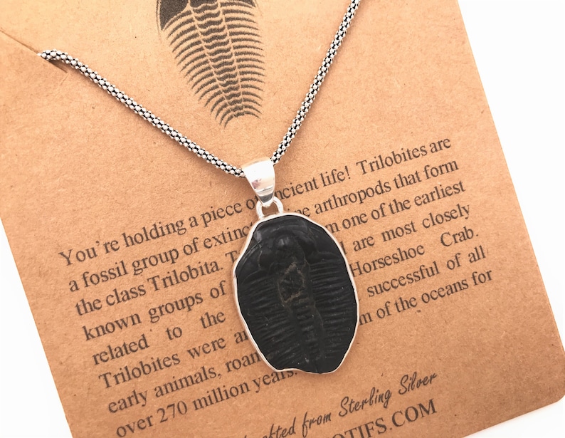 Sterling Silver Trilobite Fossil Pendant-Cambrian Period Fossil Necklace-Science Gift-STEM-Birthday Gift-Christmas Gift-Handmade OOAK