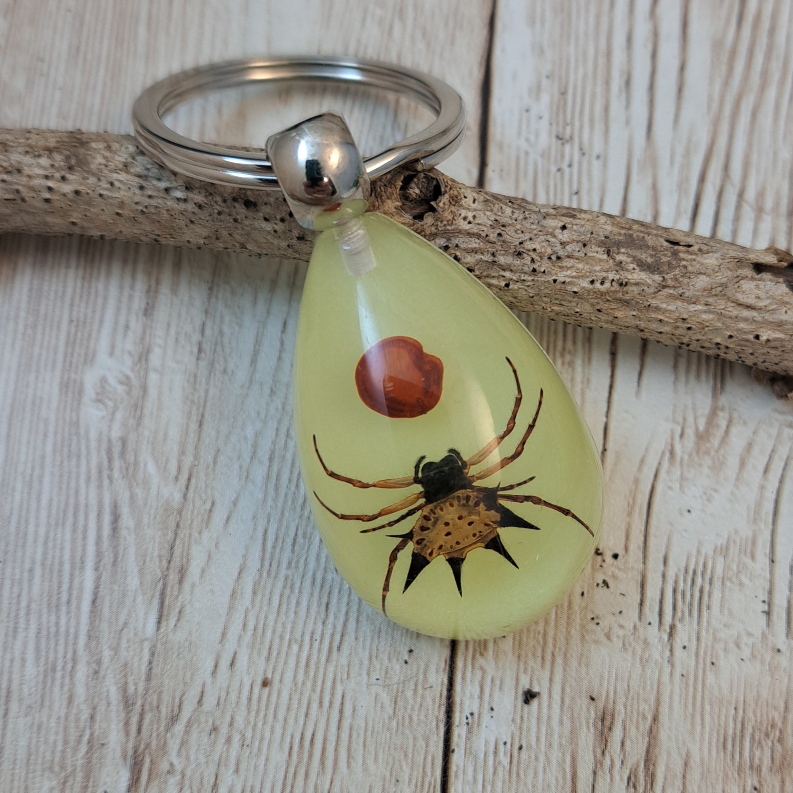 REAL Bug Keychains - Scorpions, Beetles, Spiders - Taxidermy Key Ring ...