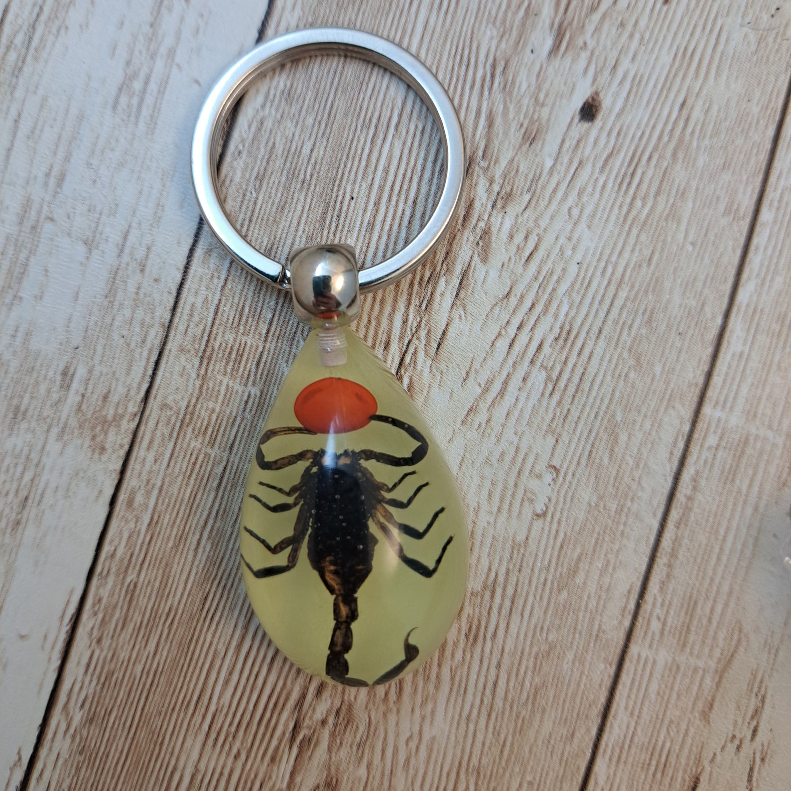 REAL Bug Keychains - Scorpions, Beetles, Spiders - Taxidermy Key Ring ...