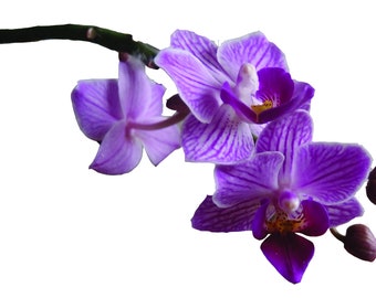 Digital clip art Orchid, Commercial Use