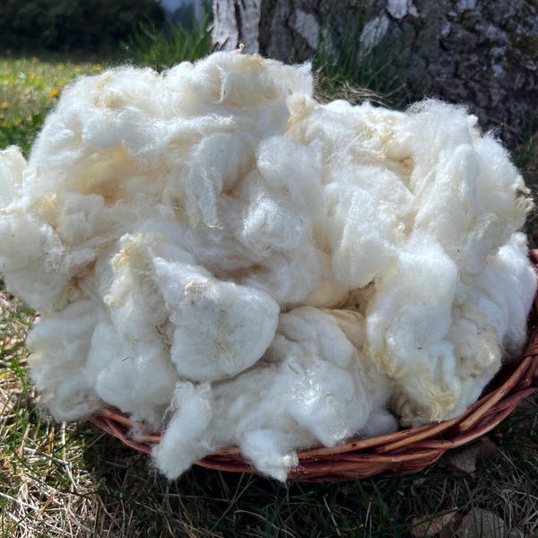 12 oz Washed lamb’s wool Fleece for Stuffing, Felting, Spinning, dyeing fiber arts