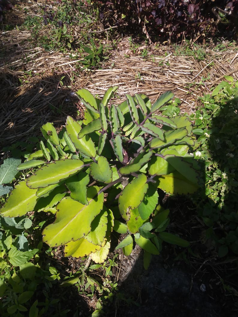 Bryophyllum pinnatum miracle leaf air plant cathedral Etsy