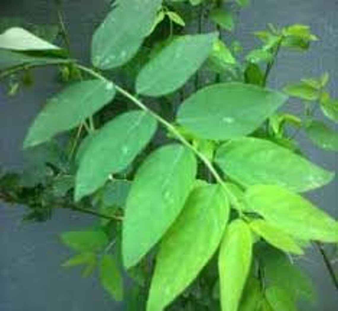 5 katuk plant cuttings Etsy