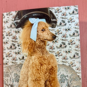 Greeting Card Photo Photograph Fine Art Dog Standard Poodle Funny Humorous Vintage Vibes Everyday Beauty Salon Any Day