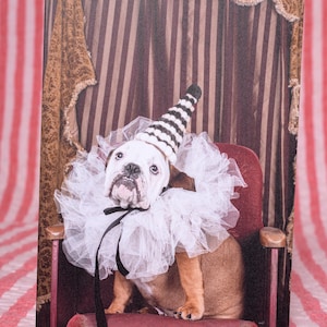 Verjaardag of hoe dan ook Wenskaart Foto Foto Fine Art Bulldog Puppy Grappige humoristische vintage sfeer Circus Carnaval