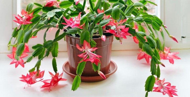 Christmas Cactus in 4 pot image 0