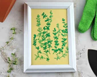 Framed Thyme Herb Plant Drawing. Boho Art for Kitchen Wall. Yellow & Green Nature Decor. Gift for Parents, Grandparents, In-Laws, Friends.