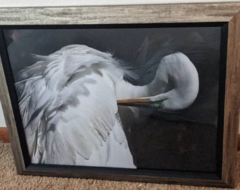 Breathtaking Great Egret preening her breeding plumage.  Framed under glass, this 16 x 20 inch phto was pure joy to shoot.