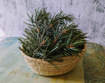 Wild Harvested, Pinyon Pine Needles, Pinion Pine, Pinyon Pine Tea, 4 oz, Fresh