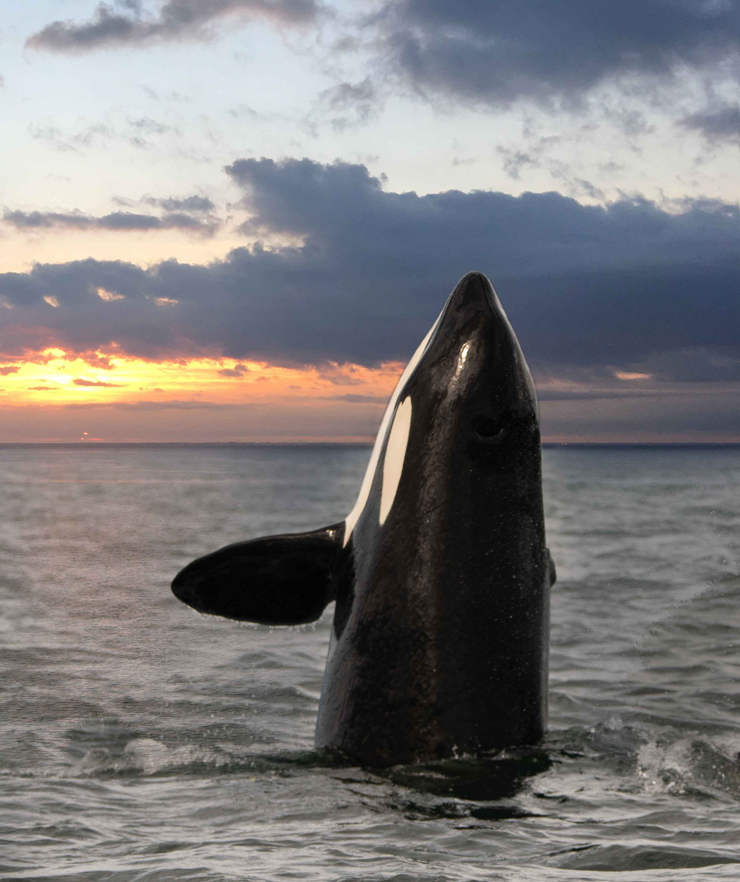 Orca, Orca Print, Orca Spyhopping, Alaska Orca, Orca Art, Orca at Sunset, Orca Artwork, Wall Art ...