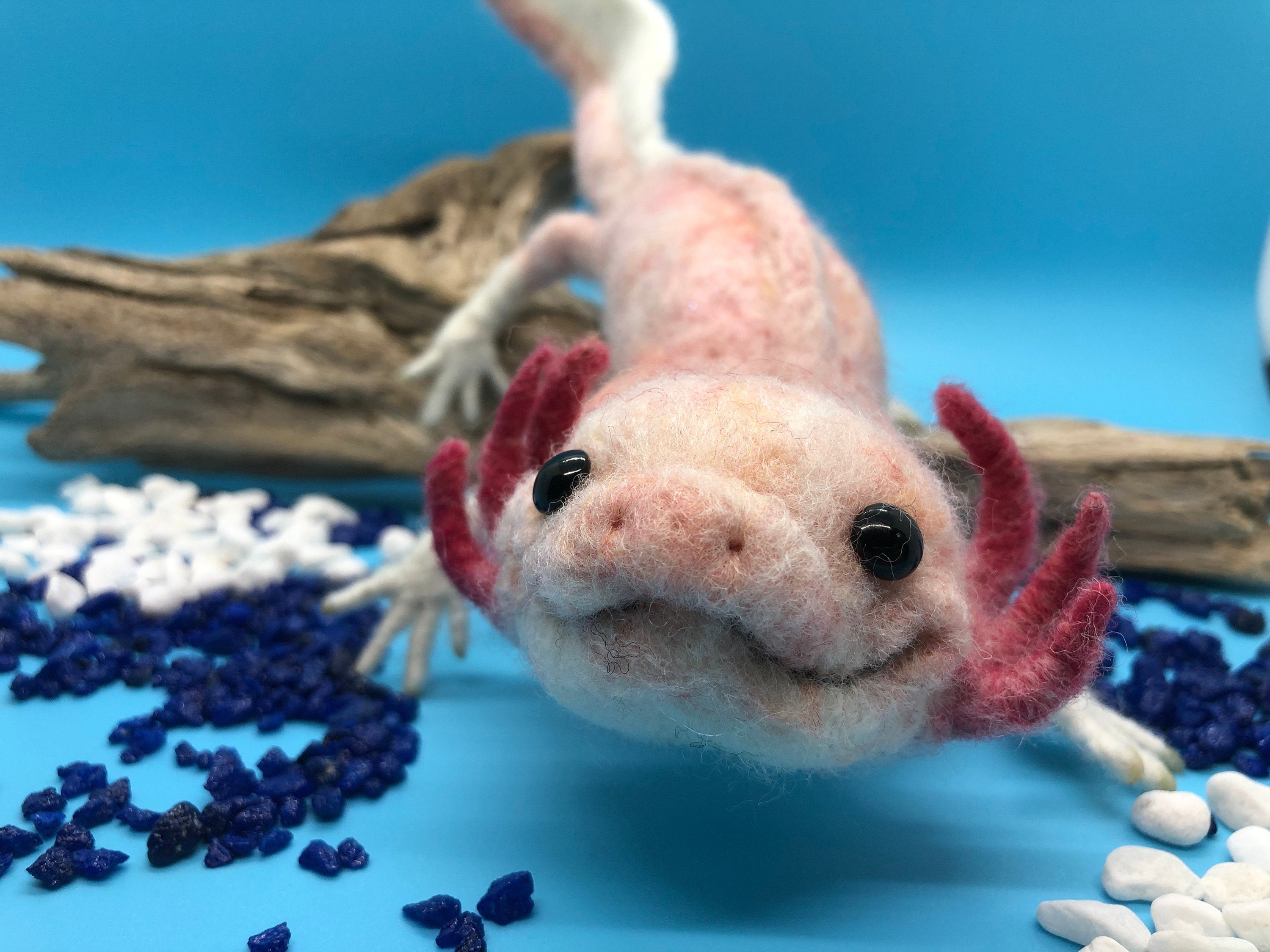 Baby Axolotl sites.unimi.it