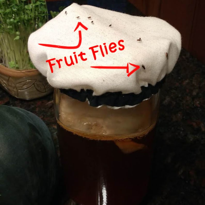 Wide Mouth Jar Fermentation Cap / Cover Perfect for Kombucha Etsy