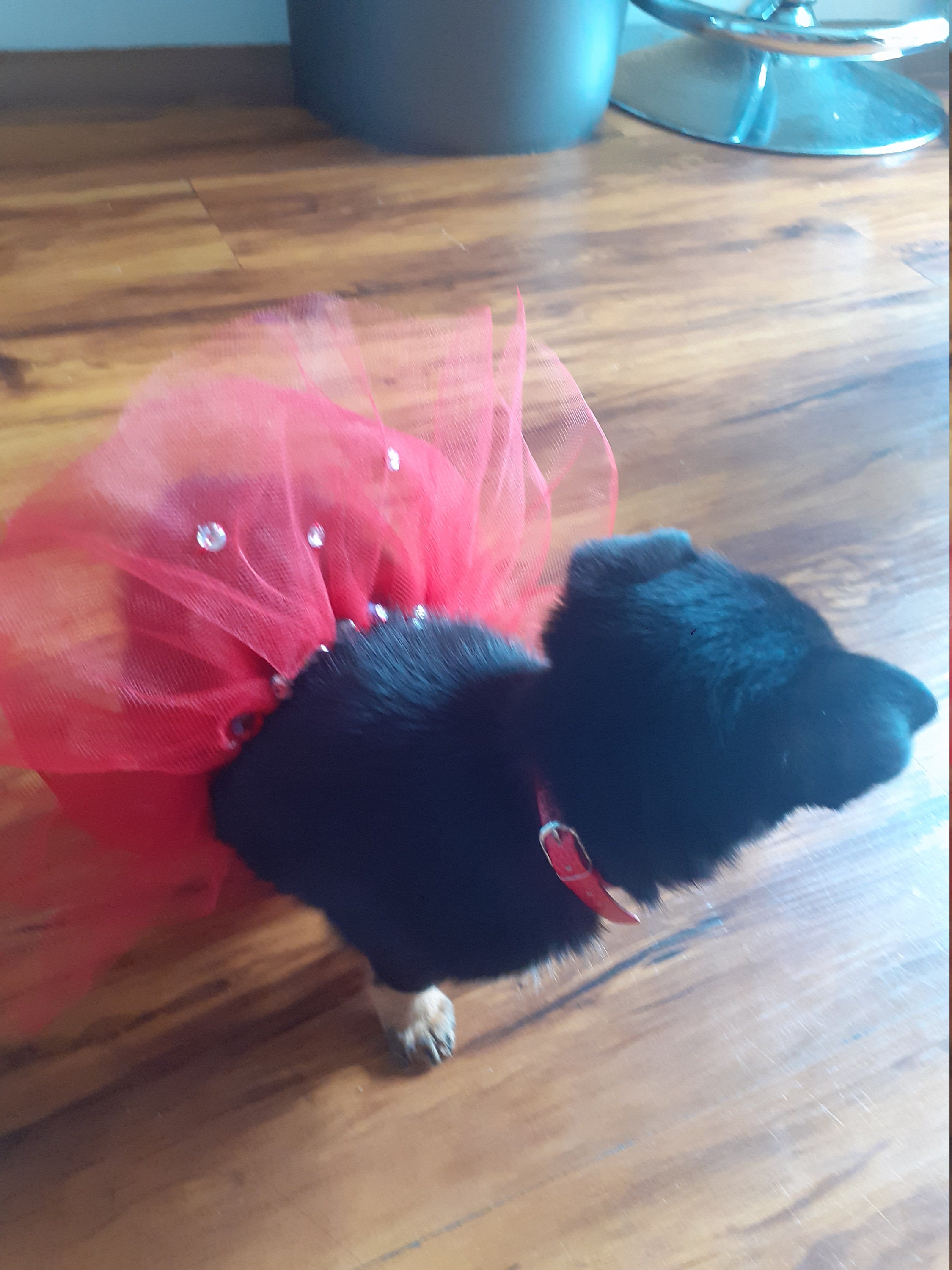 Puppy/dog tutu skirt dress up dog/puppy clothes Etsy