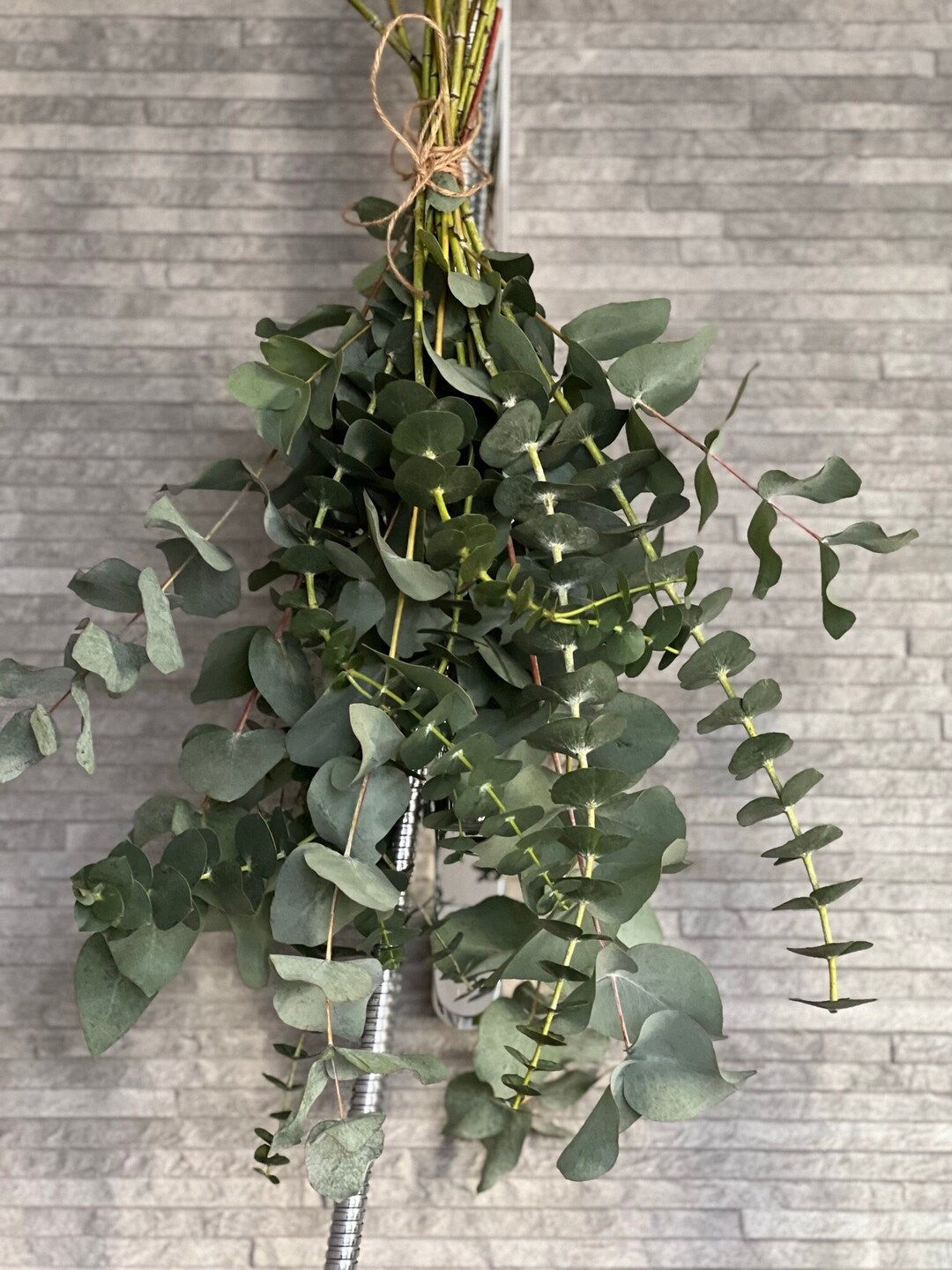 Fresh Eucalyptus Shower Bundle, Eucalyptus Spa Experience - Etsy UK