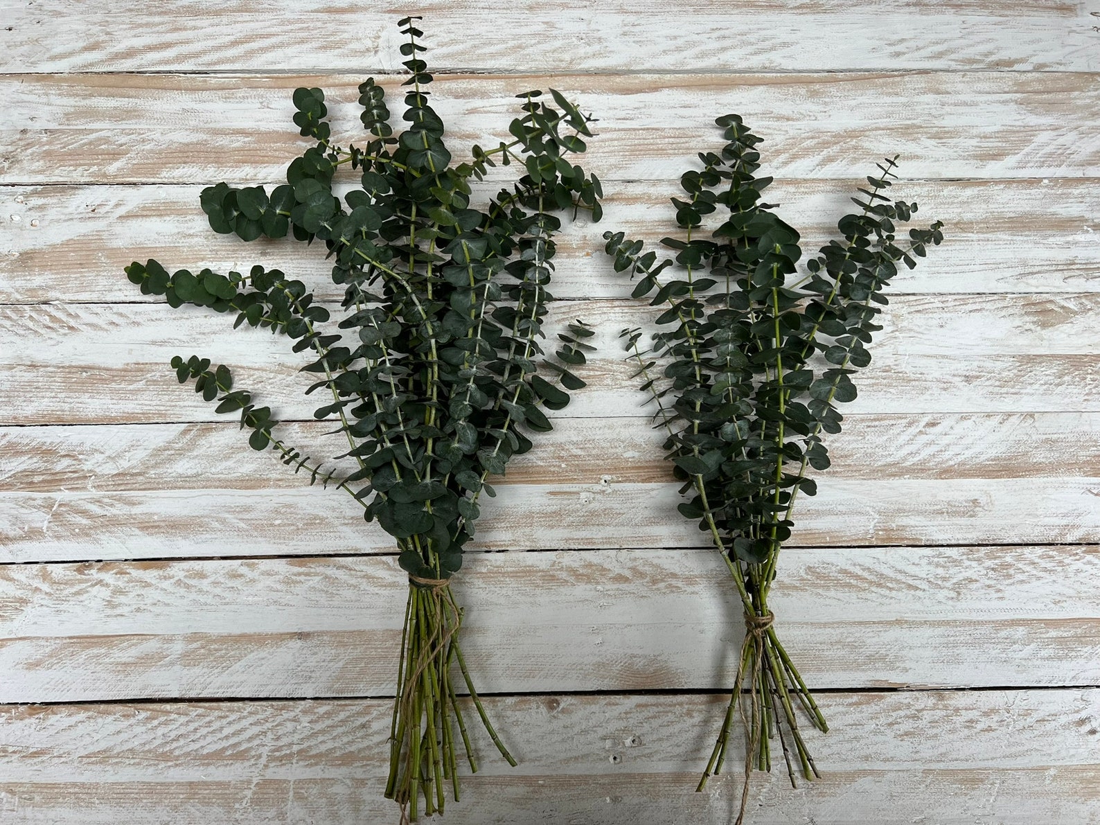 Fresh Eucalyptus Shower Bundle, Eucalyptus Spa Experience - Etsy UK