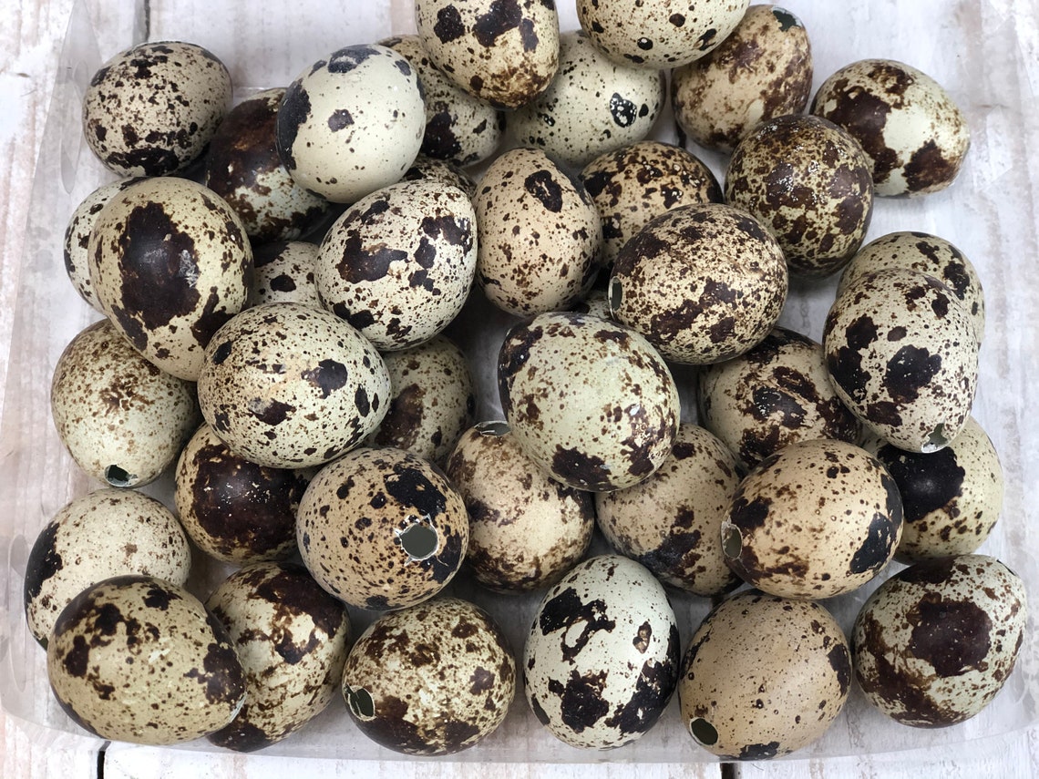 Quail Eggs. Blown Quail Eggs Natural/brown. Easter Etsy UK