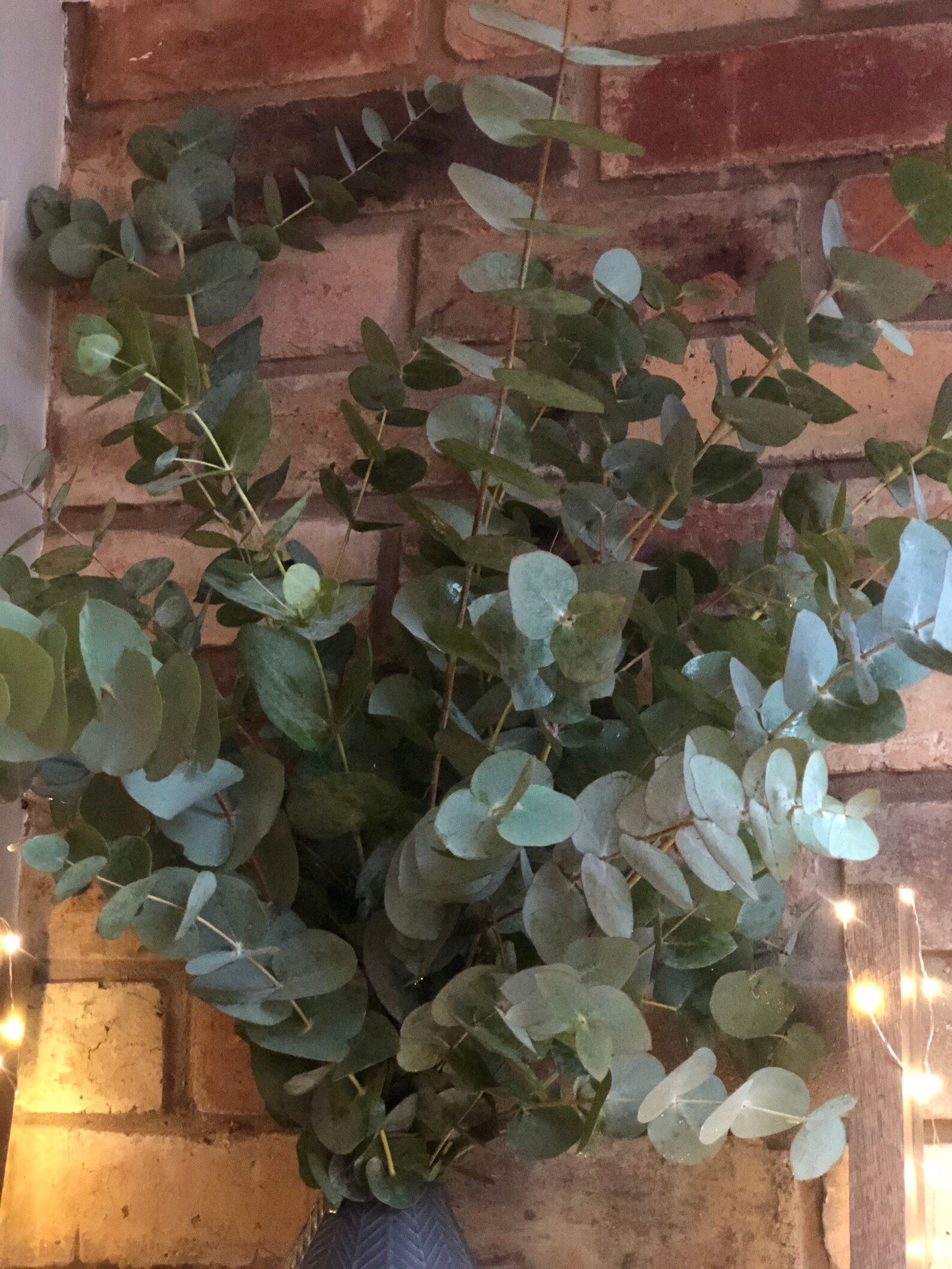 Eucalyptus Fresh eucalyptus bunch Foliage Greenery Fresh