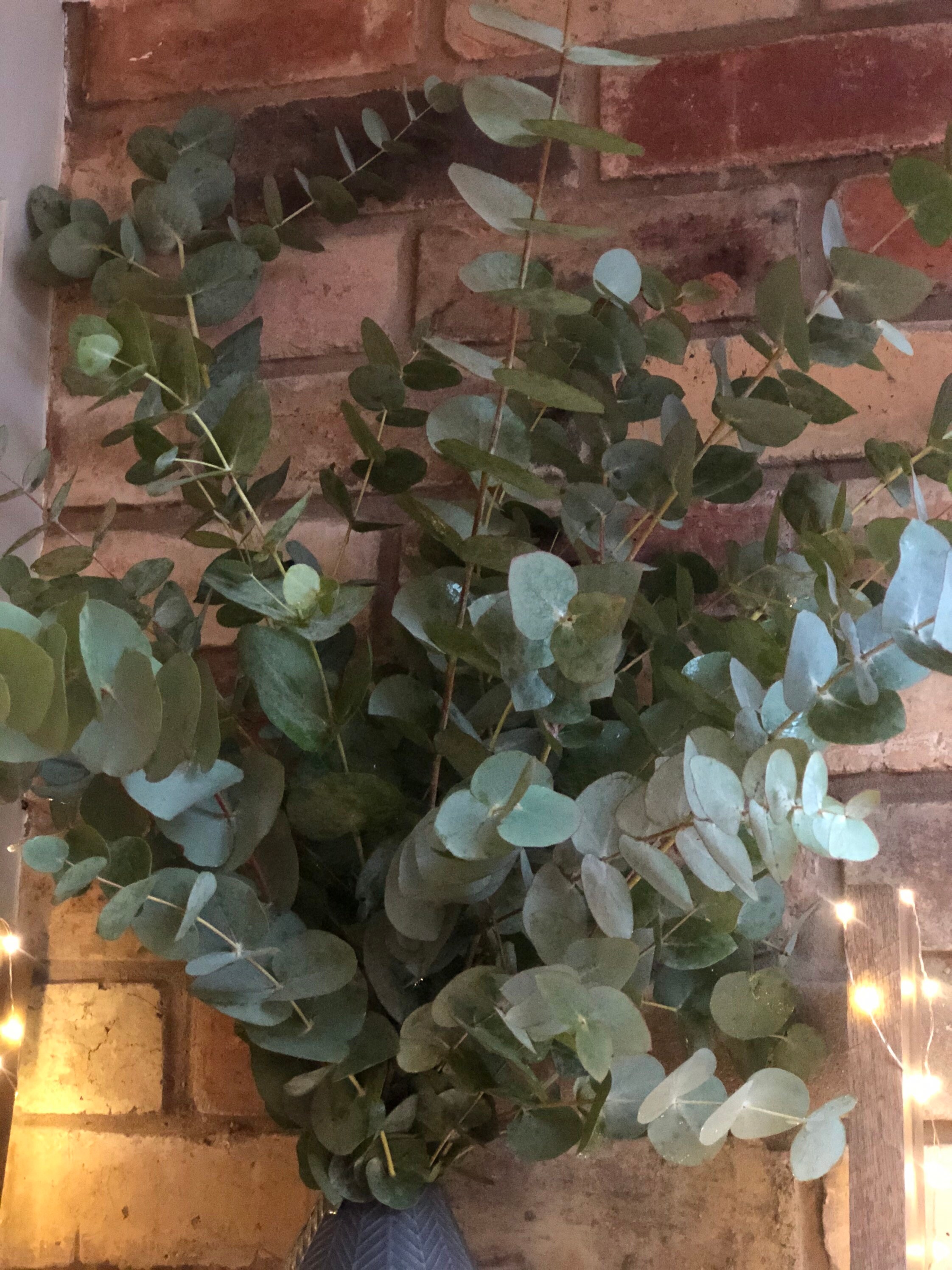 Eucalyptus Fresh eucalyptus bunch Foliage Greenery Fresh Etsy