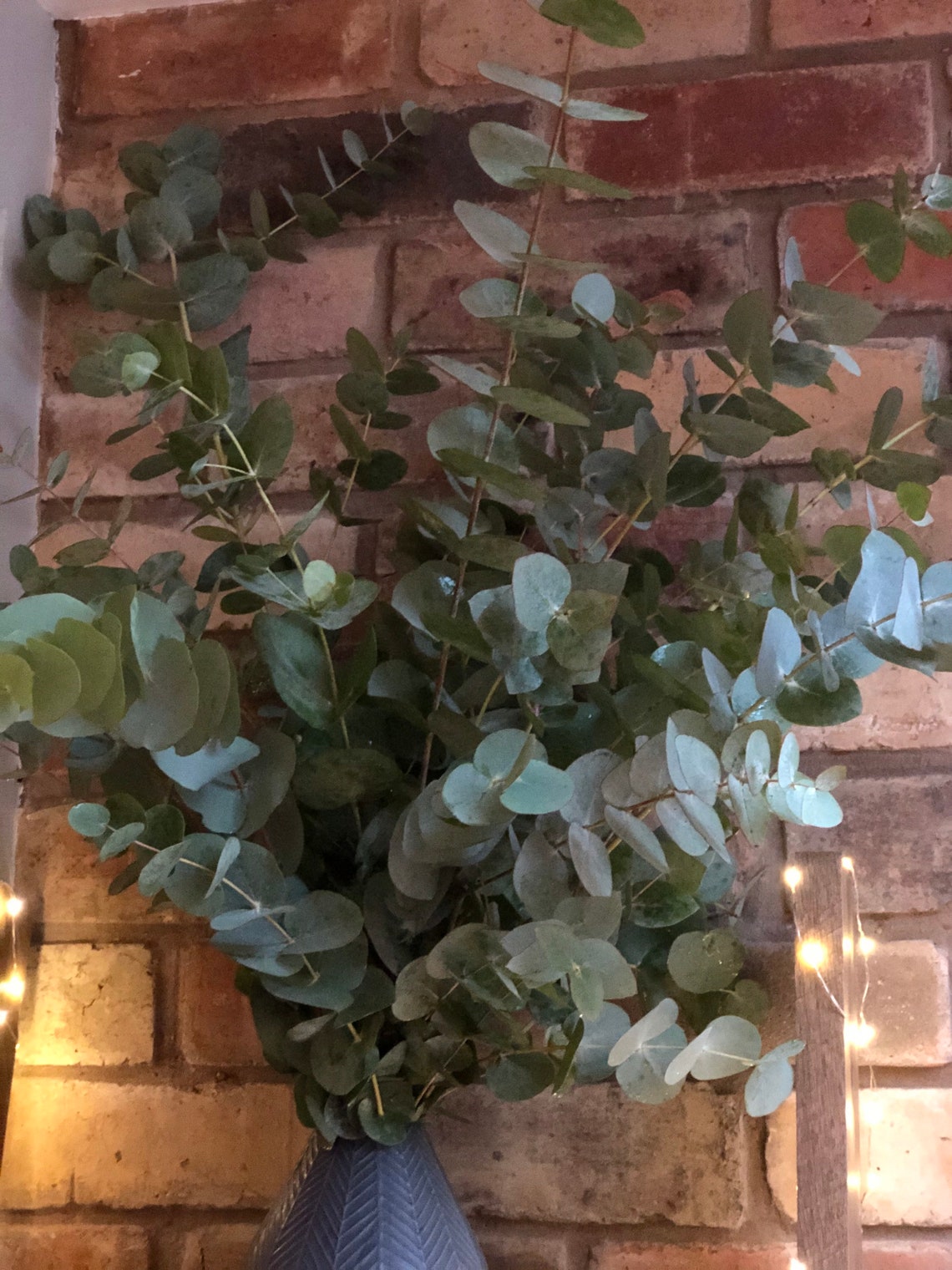 Eucalyptus Fresh eucalyptus bunch Foliage Greenery Fresh
