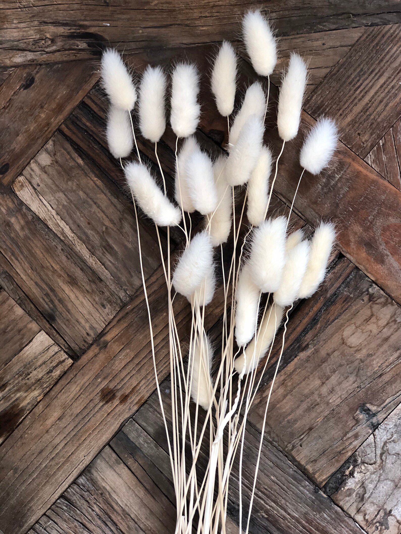 White Bunny Tails. Snow White Bunny Tails. Bleached Lagurus. Etsy UK