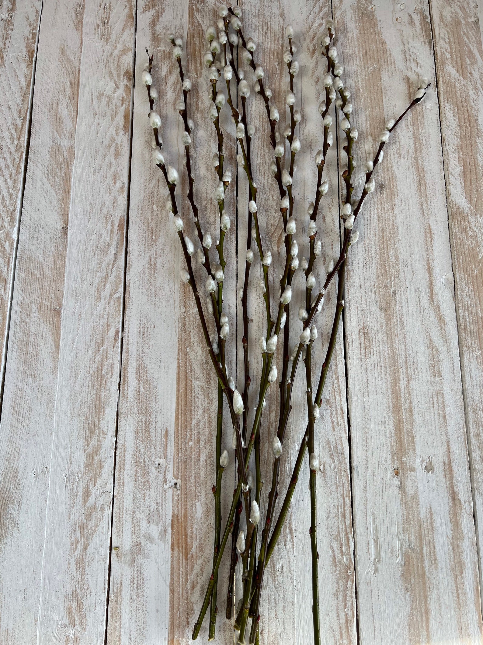 Pussy Willow Fresh Salix 55/60cm 10/20 Stems - Etsy
