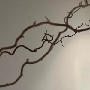 Contorted Willow, Natural Corylus, Twisted Hazel 60cm. - Etsy UK