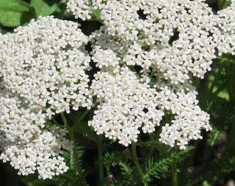 Buy Yarrow Oil for Hair Online In India - Etsy India