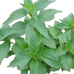Organic Nettle Oil: Stinging Nettle Infusion (2025)
