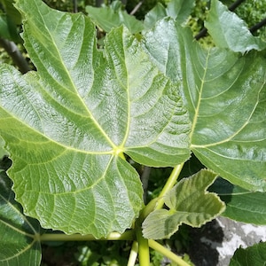 Puede incluir: Primer plano de una gran hoja de higuera verde con venas prominentes. La hoja está unida a una rama con una hoja más pequeña de color verde claro que crece cerca.
