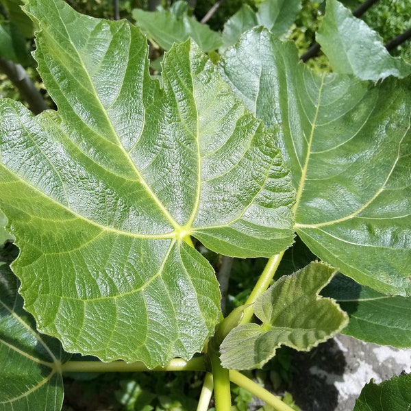 Foglie di Fico Fresche Raccolte a Mano, Biologiche, no OGM, no pesticidi, raccolte al momento dell'ordine Tisane Infuso Spezie Erbe