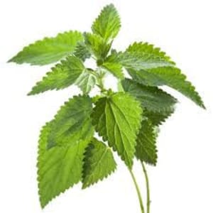 Huile concentrée d'ortie biologique (Urtica dioica) infusée à 100 % de feuilles et de vapeur (année 2025 fraîche) - Huile d'ortie pour de nombreuses utilisations
