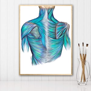 Muscles of back, superficial deep layer-Digital Hand Drawn Art, iPad Drawing, Anatomy Illustration, Medical Print, Anatomy Print