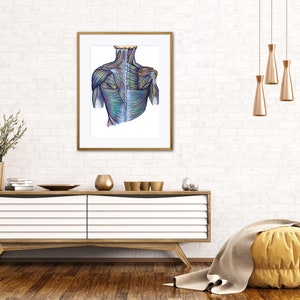 Muscles of back, superficial deep layer v. 2.0 -Digital Hand Drawn Art, iPad Drawing, Anatomy Illustration, Medical Print, Anatomy Print