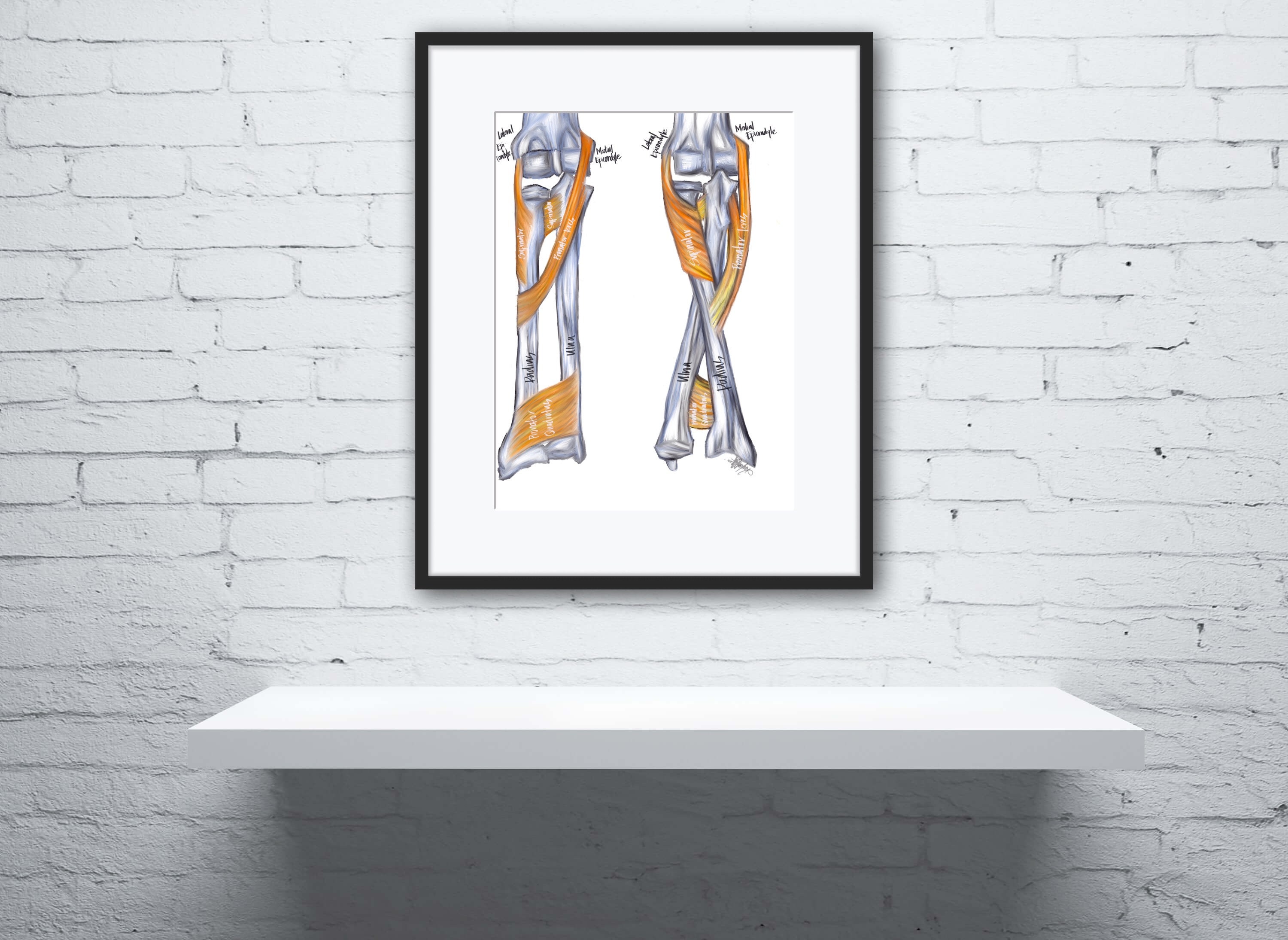Rotators of Radius-Vibrant Colors,Digital Hand Drawn Art, iPad Drawing, Anatomy Illustration, Medical Print, Anatomy Print, Doctor Gift
