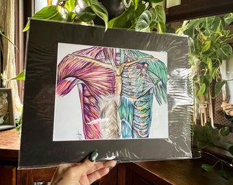 8x10 Matted, Black Matte, Anatomy Print- Muscles of Chest, Hand Drawn Art, iPad Digital Art, Anatomy Print, Doctor Gift, Anatomy Art