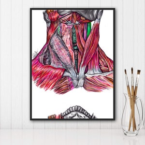 Muscles of Neck-Vibrant Colors,Digital Hand Drawn Art, iPad Drawing, Anatomy Illustration, Medical Print, Anatomy Print, Doctor Gift
