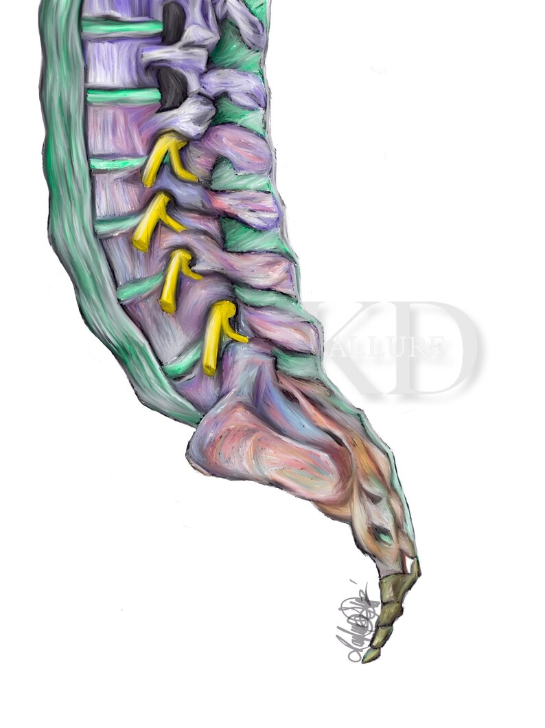 Sacrum-vibrant Colors,digital Hand Drawn Art, iPad Drawing, Anatomy ...