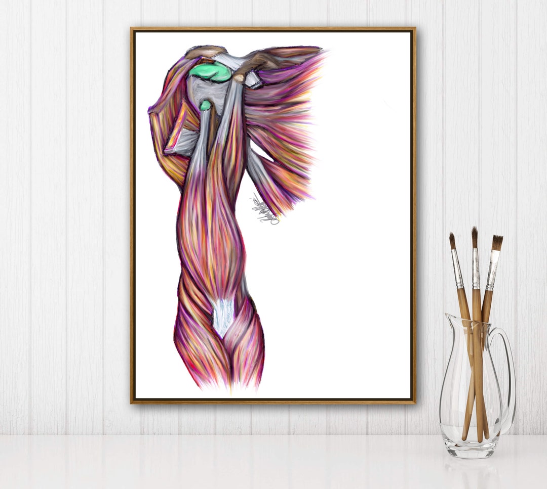 Muscles of the Arm Anterior View Deep Layervibrant - Etsy UK